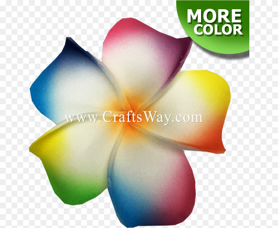 Plumeria Type F Frangipani, Flower, Petal, Plant, Person Free Transparent Png