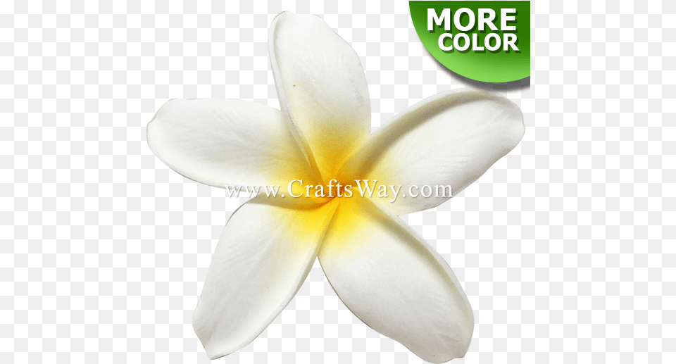 Plumeria Type Gu Frangipani, Flower, Petal, Plant Png Image