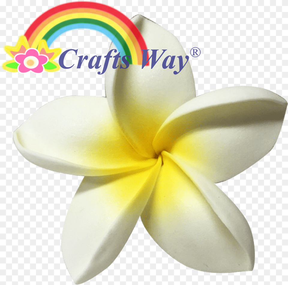 Plumeria Type Jo Language, Flower, Petal, Plant, Daffodil Png Image