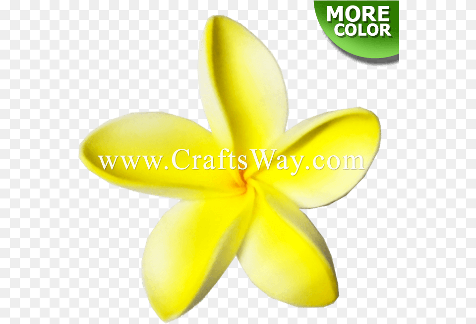 Plumeria Type Ki Frangipani, Flower, Petal, Plant, Daffodil Free Transparent Png