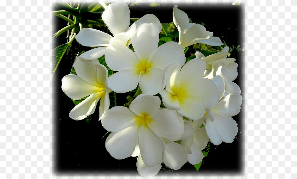 Plumeria Wipa Delight Frangipani, Flower, Flower Arrangement, Flower Bouquet, Geranium Png Image