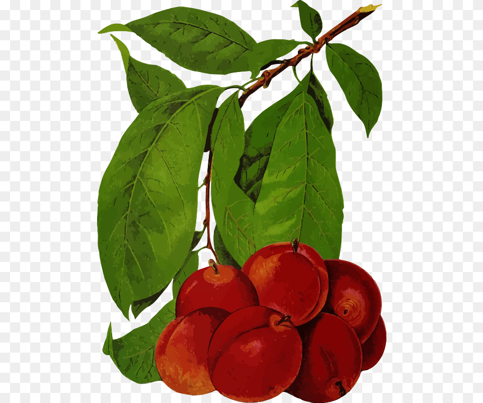 Plums Fruit Tree, Food, Plant, Produce, Peach Png Image