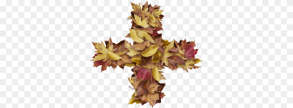 Plus Symbol With Dry Leaves, Leaf, Plant, Tree, Maple Png