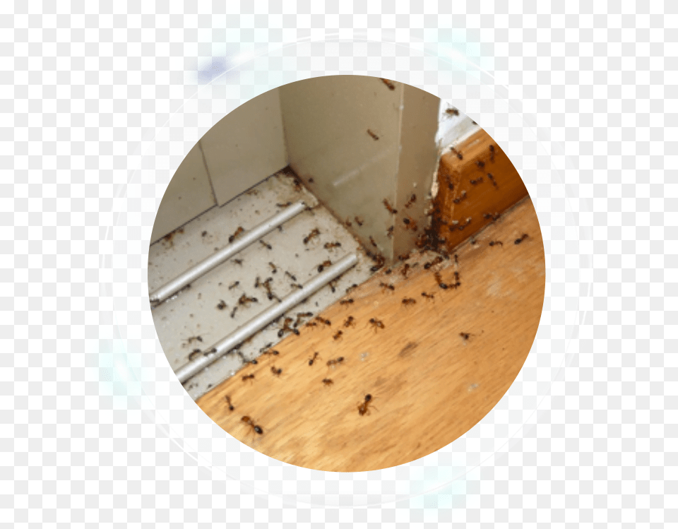 Plywood, Animal, Bee, Honey Bee, Insect Free Png