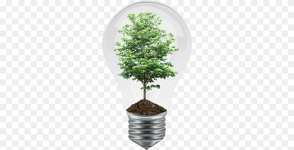 Pm 2439 Plan Eco Friendly Calendar Theme, Light, Plant, Lightbulb, Tree Png