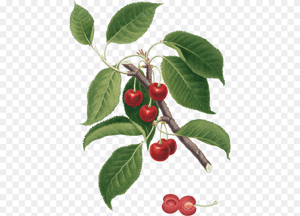 Pmm Image Cherries Foglie Di Amarena, Cherry, Food, Fruit, Plant Free Png