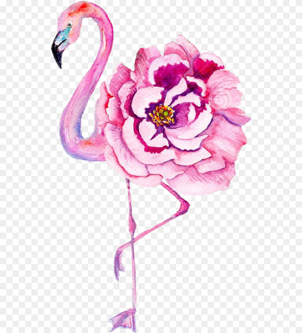 Pngflamenco Rosadoflortumblr Watercolor Flamingo Amp Flowers, Animal, Bird, Flower, Plant Png Image