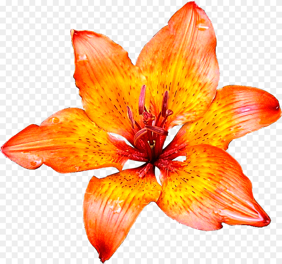 Pngforall Beautiful Lily Flowers Hd Images Details On White Background, Flower, Plant, Petal, Anther Free Png