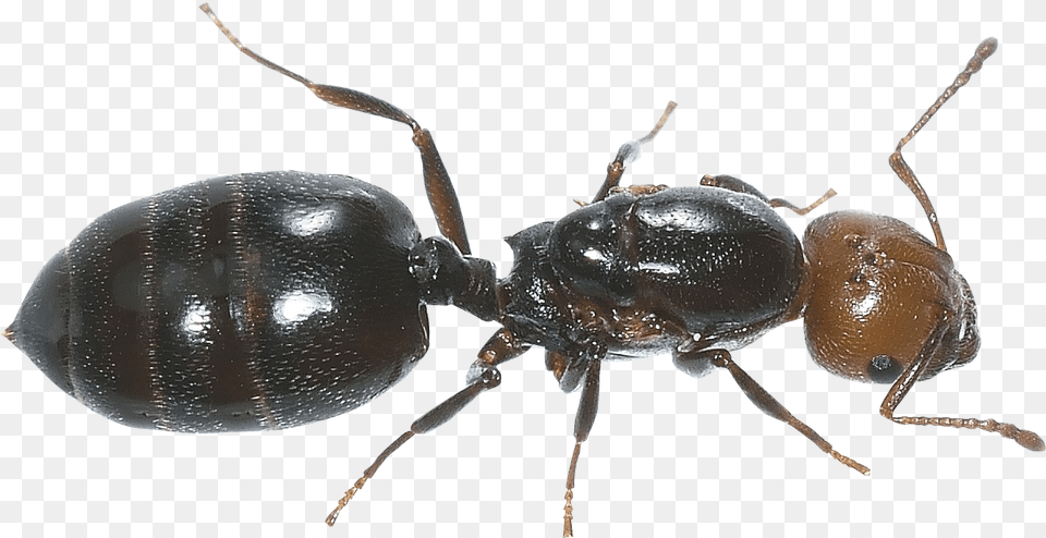 Pngpix Ant, Animal, Insect, Invertebrate Png