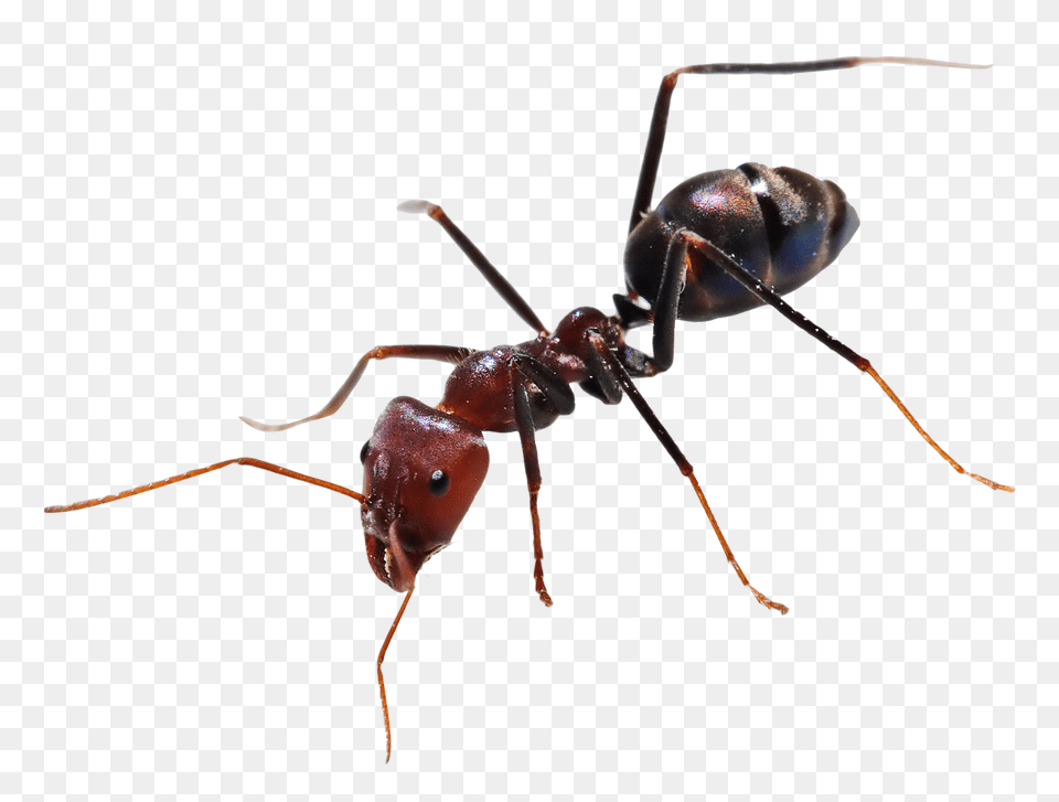 Pngpix Com Ant Transparent Image, Animal, Insect, Invertebrate Png