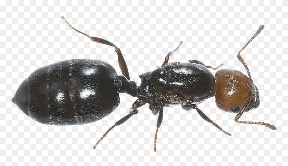 Pngpix Com Ant Transparent Image, Animal, Insect, Invertebrate Png