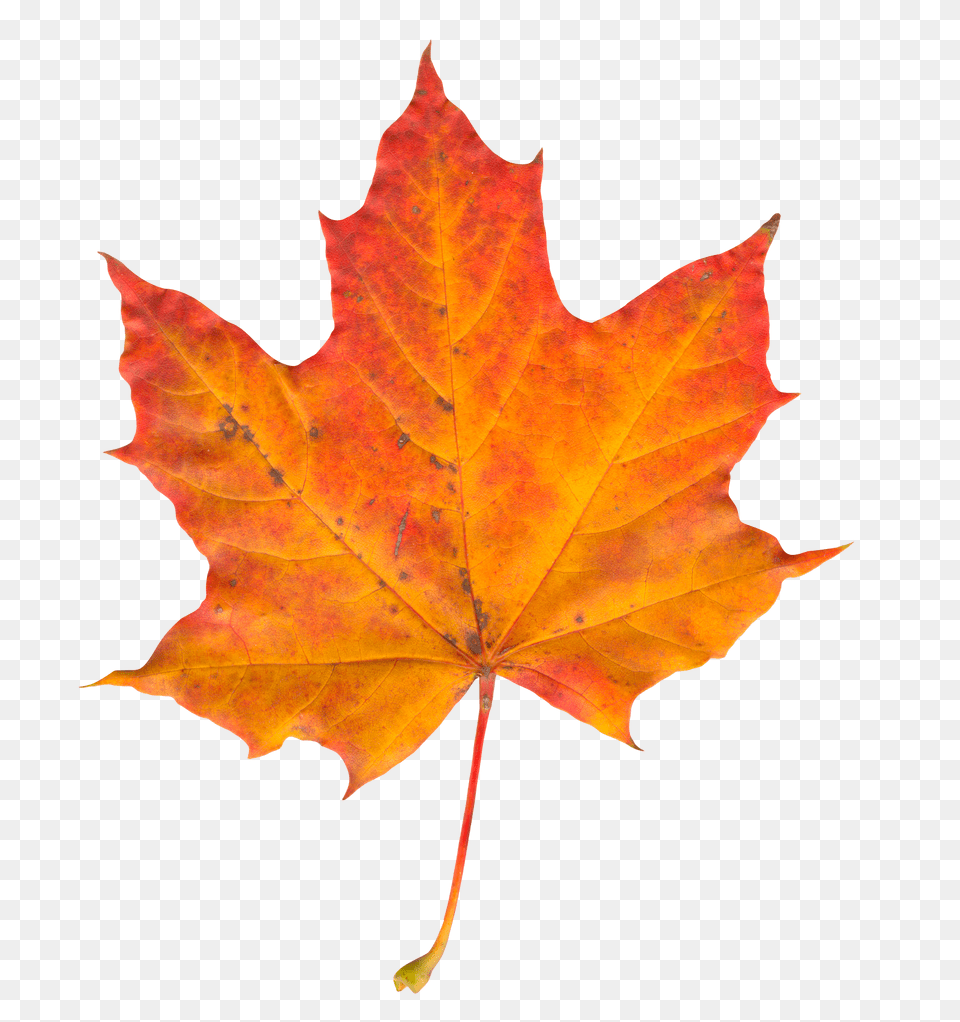 Pngpix Com Autumn Leaf Image 1, Plant, Tree, Maple, Maple Leaf Free Png Download