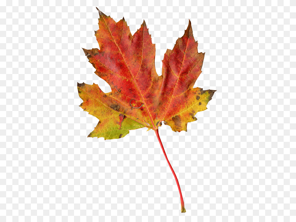 Pngpix Com Autumn Leaf Image 2, Plant, Tree, Maple, Maple Leaf Free Transparent Png