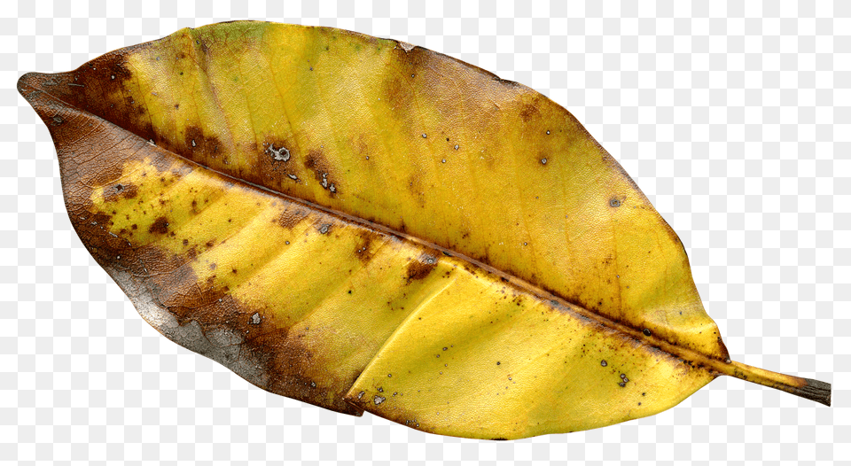 Pngpix Com Autumn Leaf Image, Banana, Food, Fruit, Plant Free Png Download