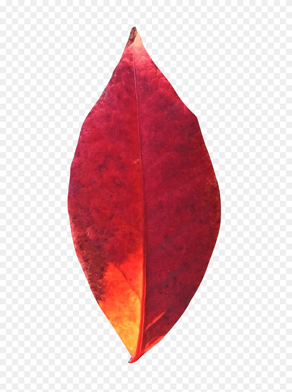 Pngpix Com Autumn Leaf Transparent, Plant Free Png Download