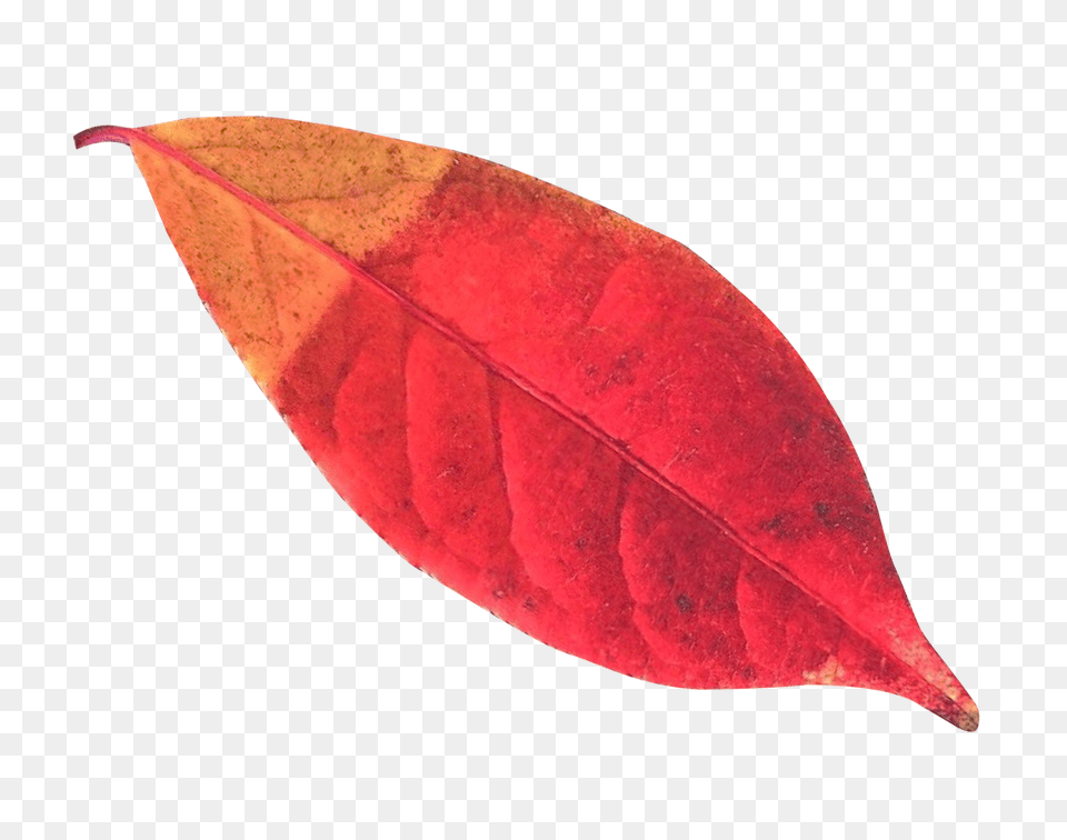 Pngpix Com Autumn Leaf Transparent, Plant, Tree Png Image