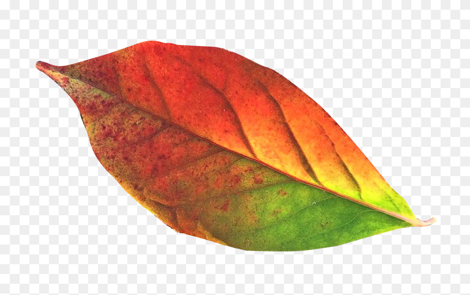 Pngpix Com Autumn Leaf Transparent Image 1, Plant, Tree Png
