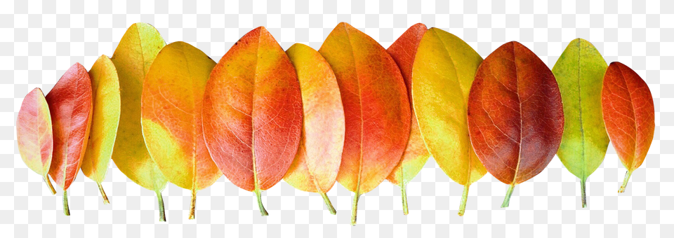 Pngpix Com Autumn Leaves Image, Plant, Leaf, Citrus Fruit, Orange Free Transparent Png