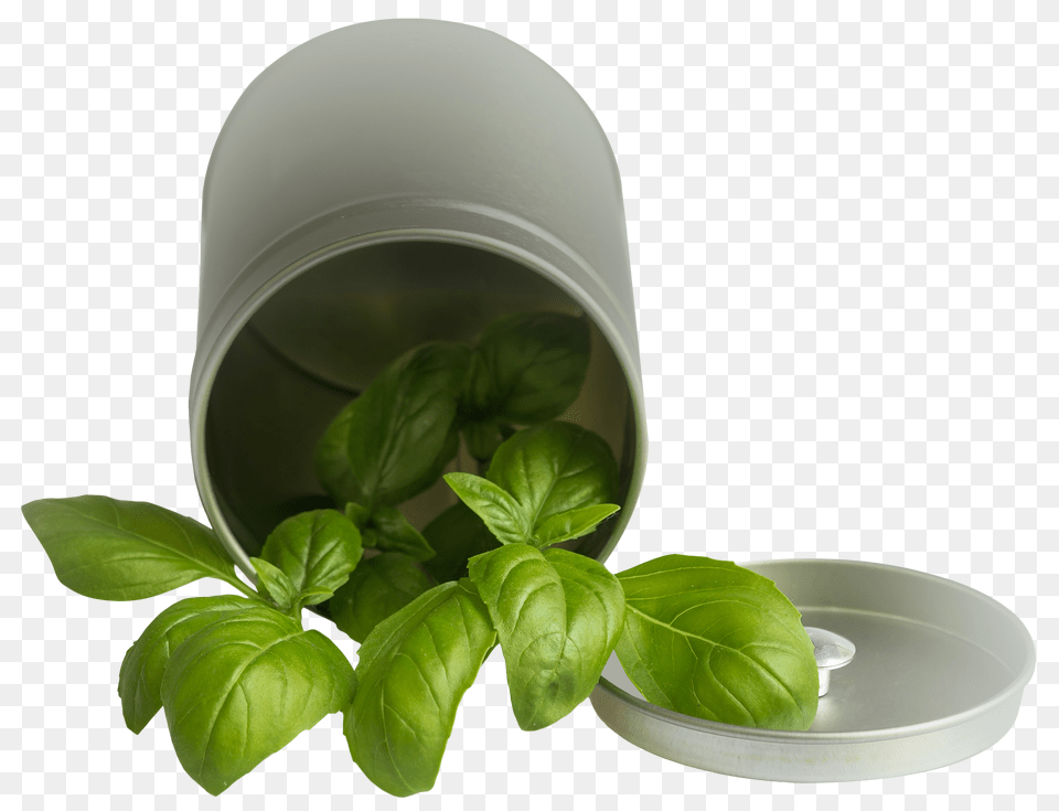 Pngpix Com Basil Leaf Pot Transparent, Herbal, Herbs, Plant Png Image