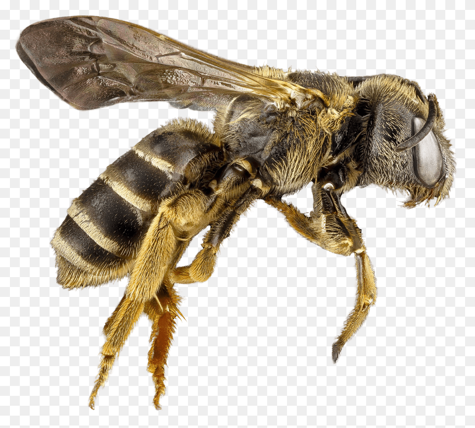 Pngpix Com Bee Transparent Animal, Insect, Invertebrate, Wasp Png Image