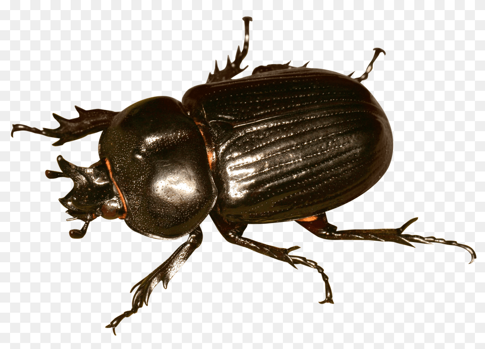 Pngpix Com Beetle Bug Animal, Insect, Invertebrate, Dung Beetle Png Image