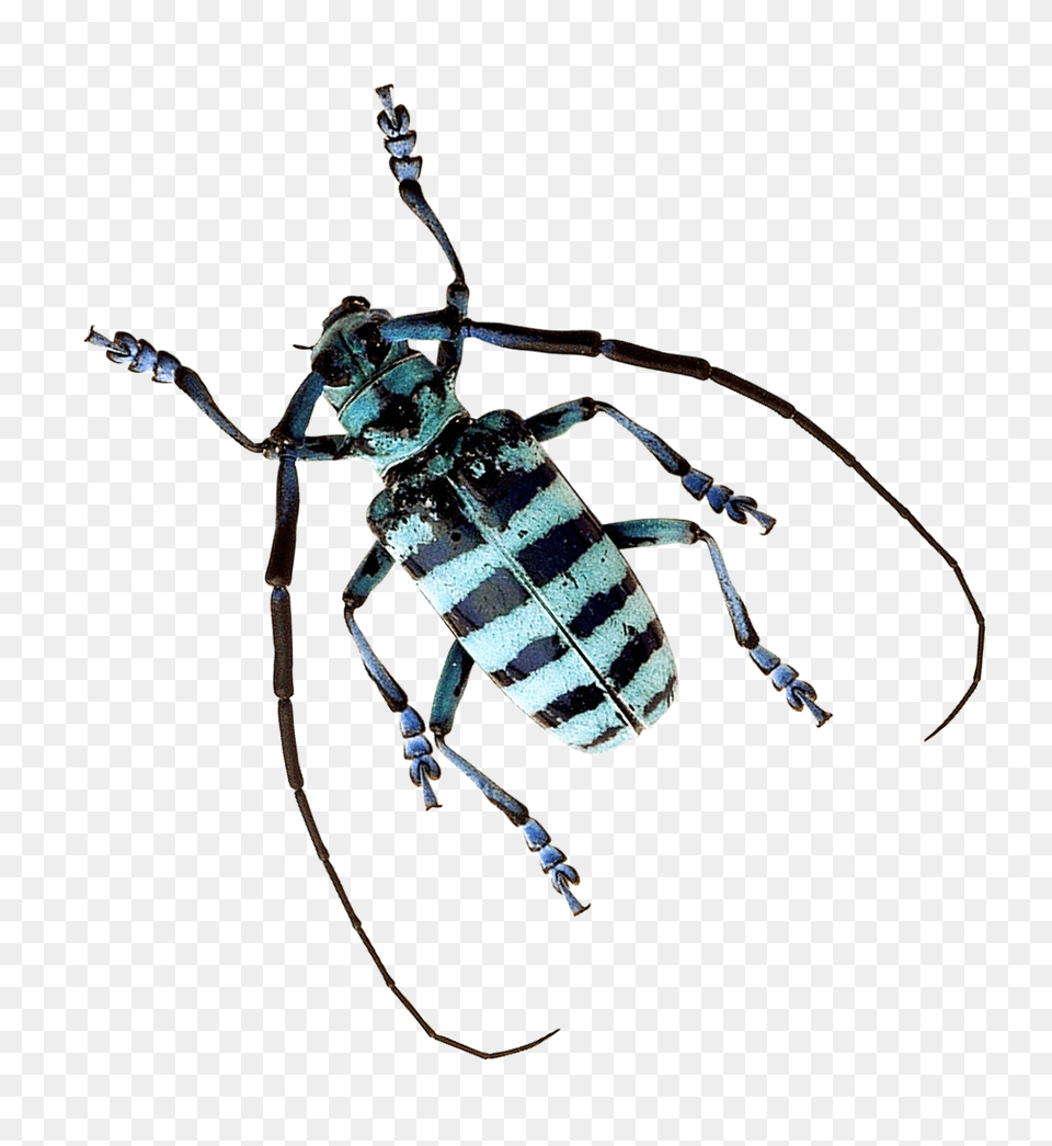 Pngpix Com Beetle Image, Animal, Bee, Insect, Invertebrate Free Png Download