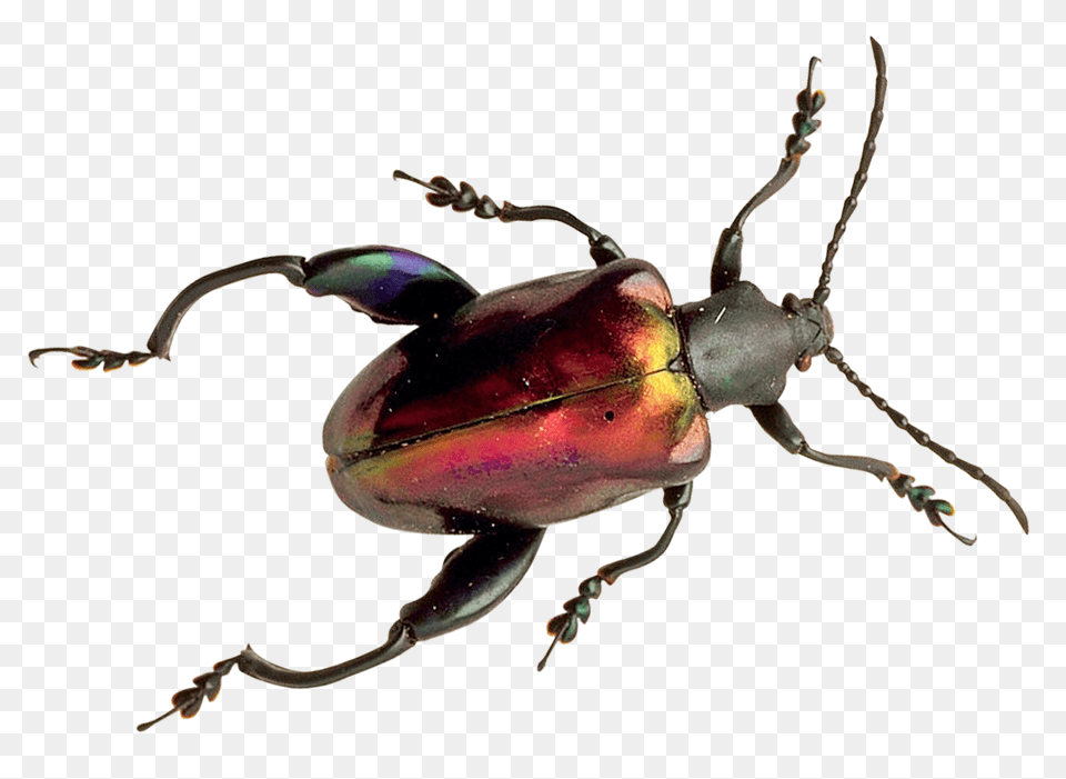 Pngpix Com Beetle Animal, Insect, Invertebrate, Dung Beetle Png Image
