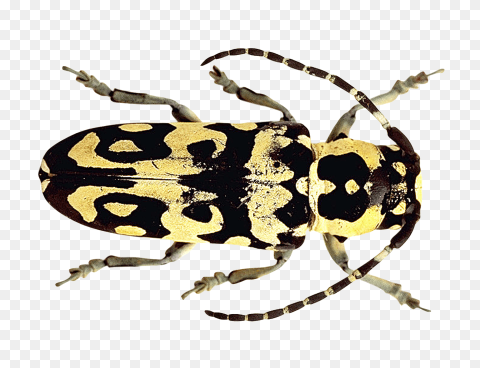 Pngpix Com Beetle Transparent, Animal, Bee, Insect, Invertebrate Free Png