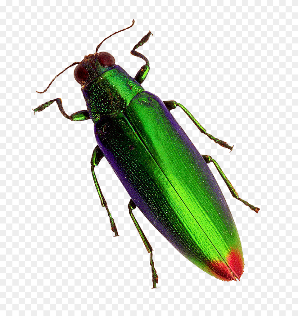 Pngpix Com Beetle Transparent, Animal, Insect, Invertebrate, Firefly Free Png