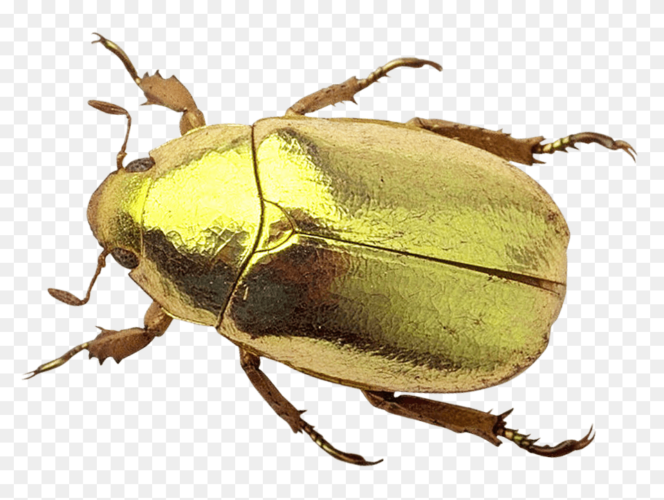 Pngpix Com Beetle Image, Animal, Dung Beetle, Insect, Invertebrate Free Transparent Png