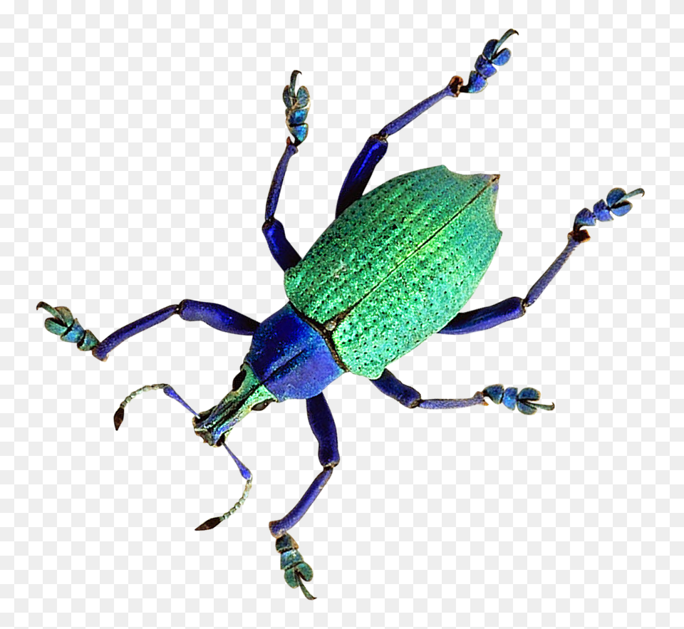 Pngpix Com Beetle Transparent Image, Animal, Cricket Insect, Insect, Invertebrate Free Png