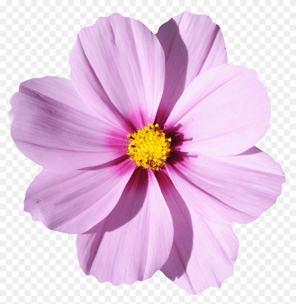 Pngpix Com Blossom Flower Image, Anther, Daisy, Petal, Plant Free Transparent Png