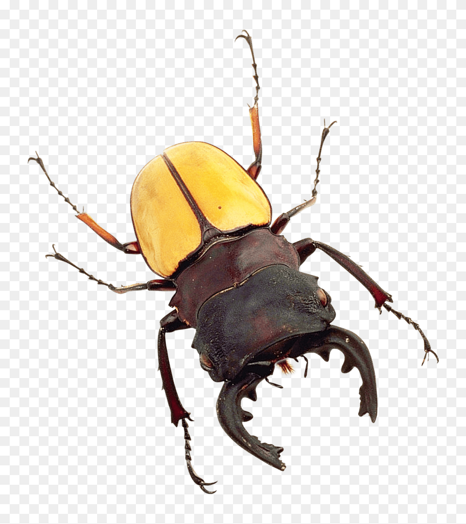 Pngpix Com Bug Image, Animal, Insect, Invertebrate, Dung Beetle Free Transparent Png