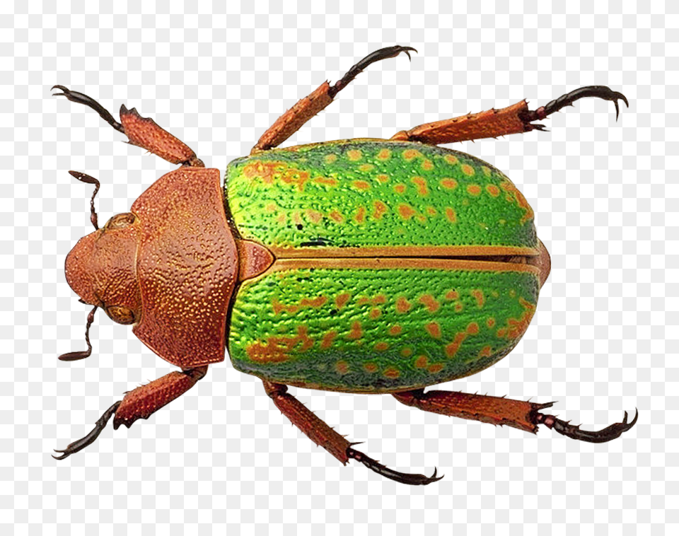 Pngpix Com Bug Transparent Animal, Dung Beetle, Insect, Invertebrate Png Image