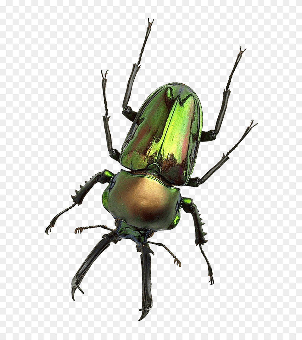 Pngpix Com Bug Transparent Image, Animal, Invertebrate, Spider, Dung Beetle Png