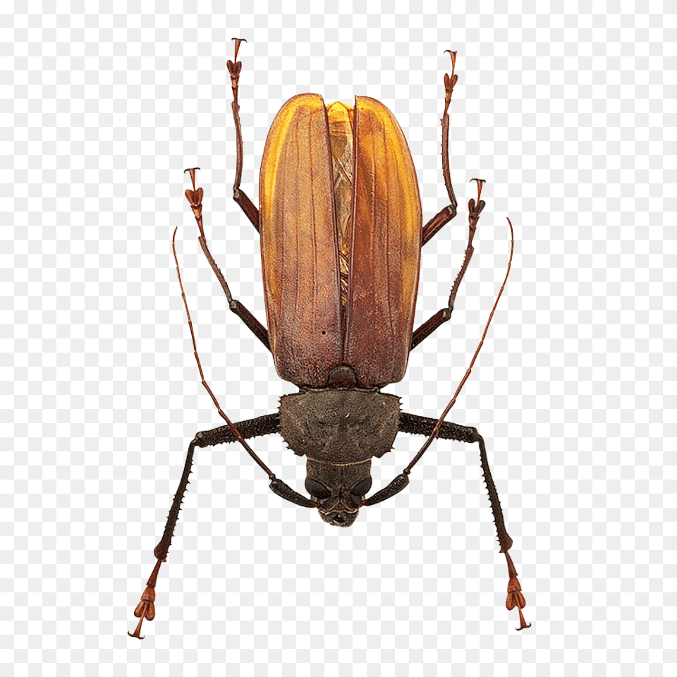 Pngpix Com Bug Transparent Image, Animal, Invertebrate, Spider Free Png Download