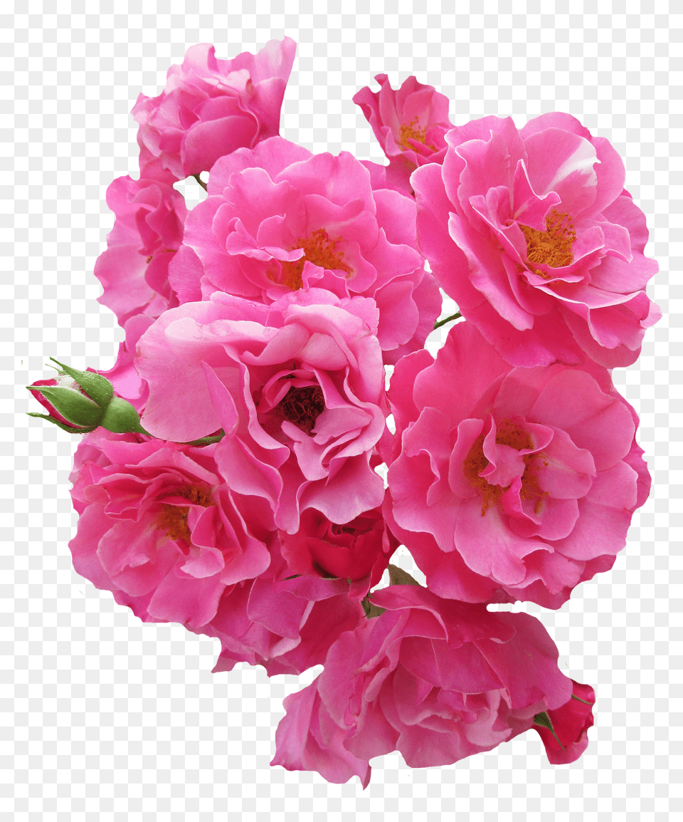 Pngpix Com Bunch Pink Rose Flower Image, Flower Arrangement, Flower Bouquet, Geranium, Plant Free Transparent Png