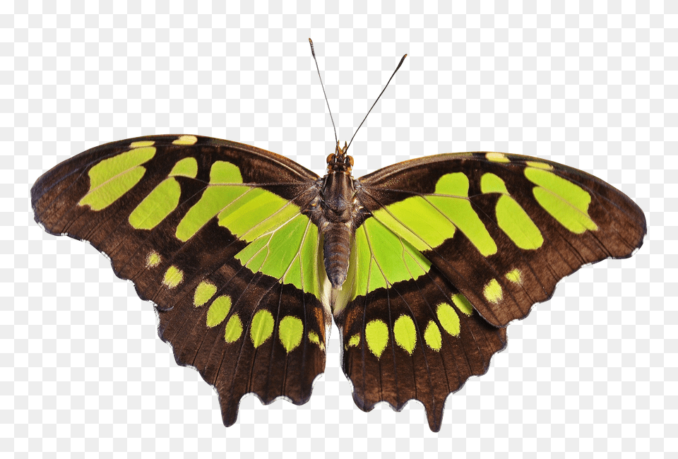 Pngpix Com Butterfly Transparent Image, Animal, Insect, Invertebrate, Moth Png