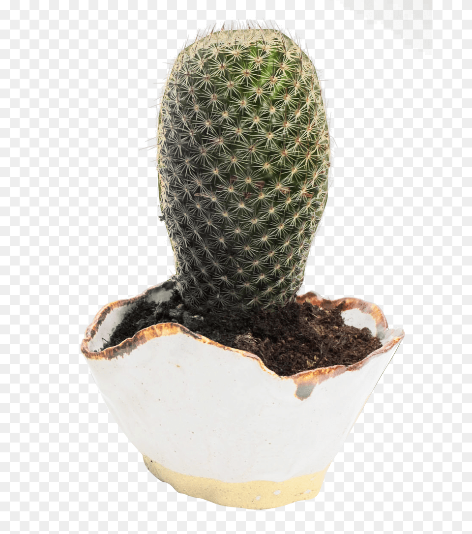 Pngpix Com Cactus Image, Plant, Potted Plant Free Png Download