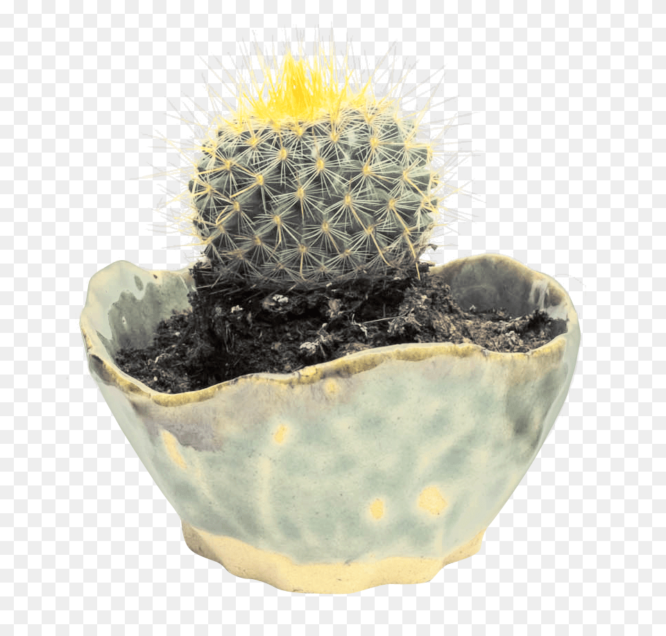 Pngpix Com Cactus Transparent Image, Plant, Potted Plant, Pottery Free Png