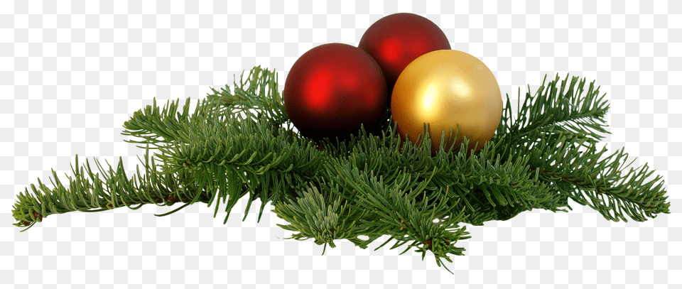 Pngpix Com Christmas Branch Image, Conifer, Plant, Tree, Fir Free Transparent Png
