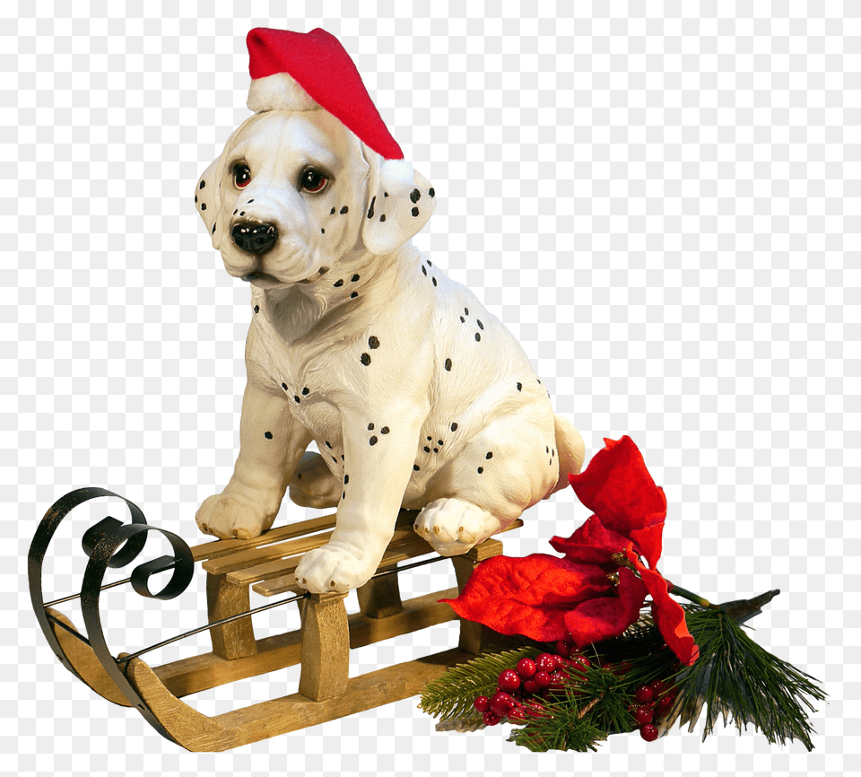 Pngpix Com Christmas Dog Transparent Flower, Flower Arrangement, Plant, Flower Bouquet Png Image
