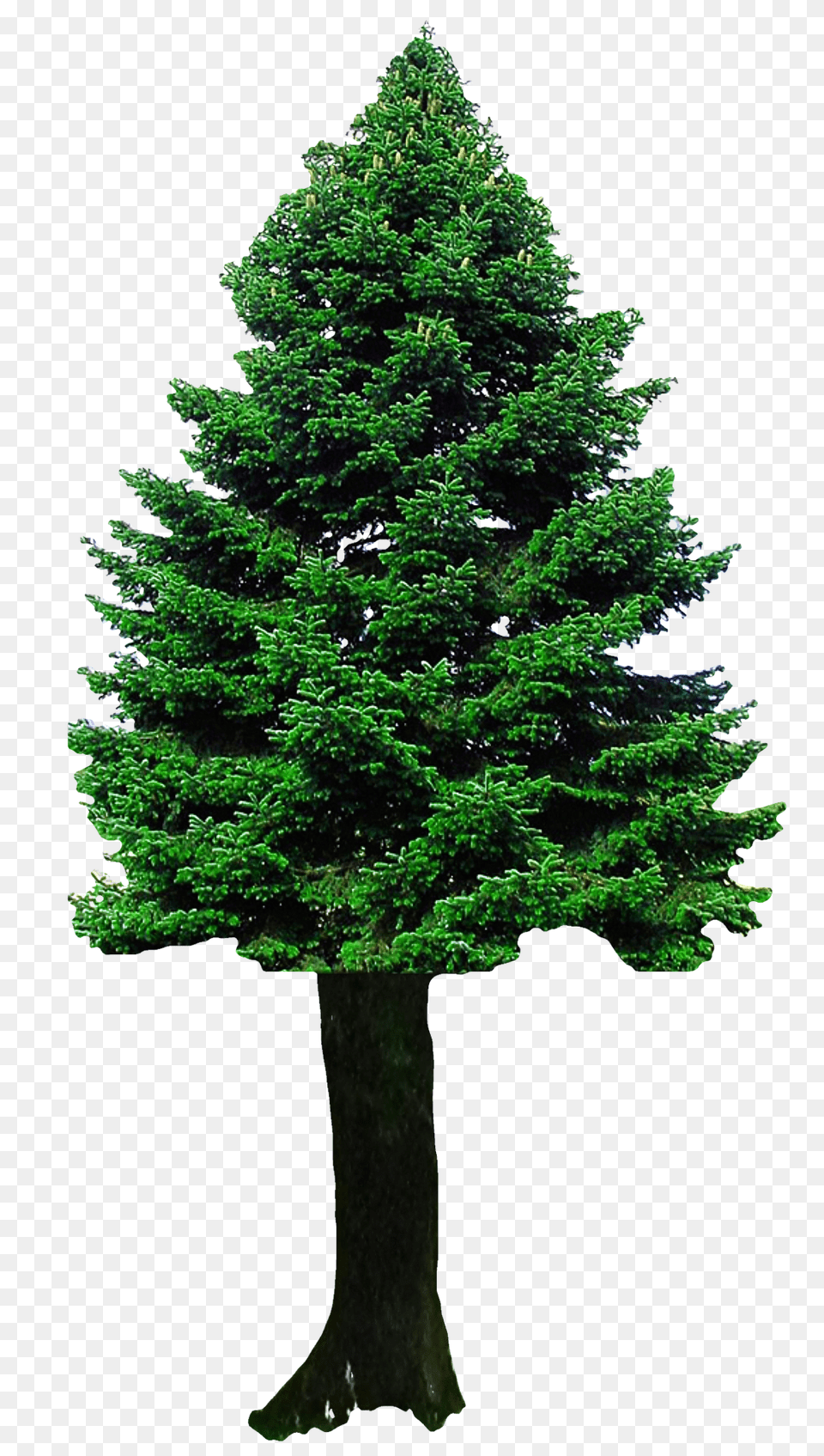 Pngpix Com Christmas Tree Transparent Image, Fir, Pine, Plant, Conifer Png