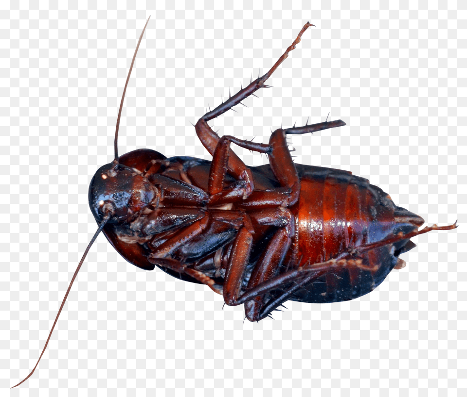 Pngpix Com Cockroach Transparent Image, Animal, Insect, Invertebrate Png