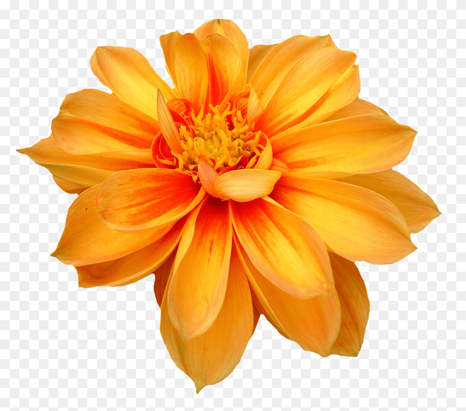 Pngpix Com Dahlia Flower Image, Plant, Daisy Free Png Download