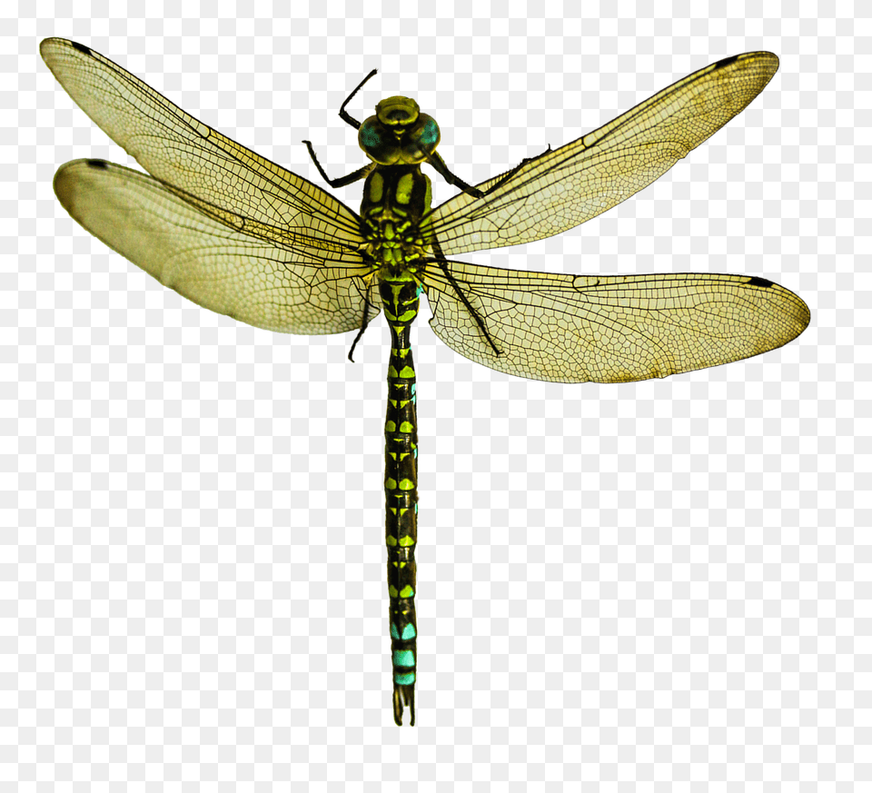 Pngpix Com Dragonfly Image, Animal, Insect, Invertebrate Free Transparent Png