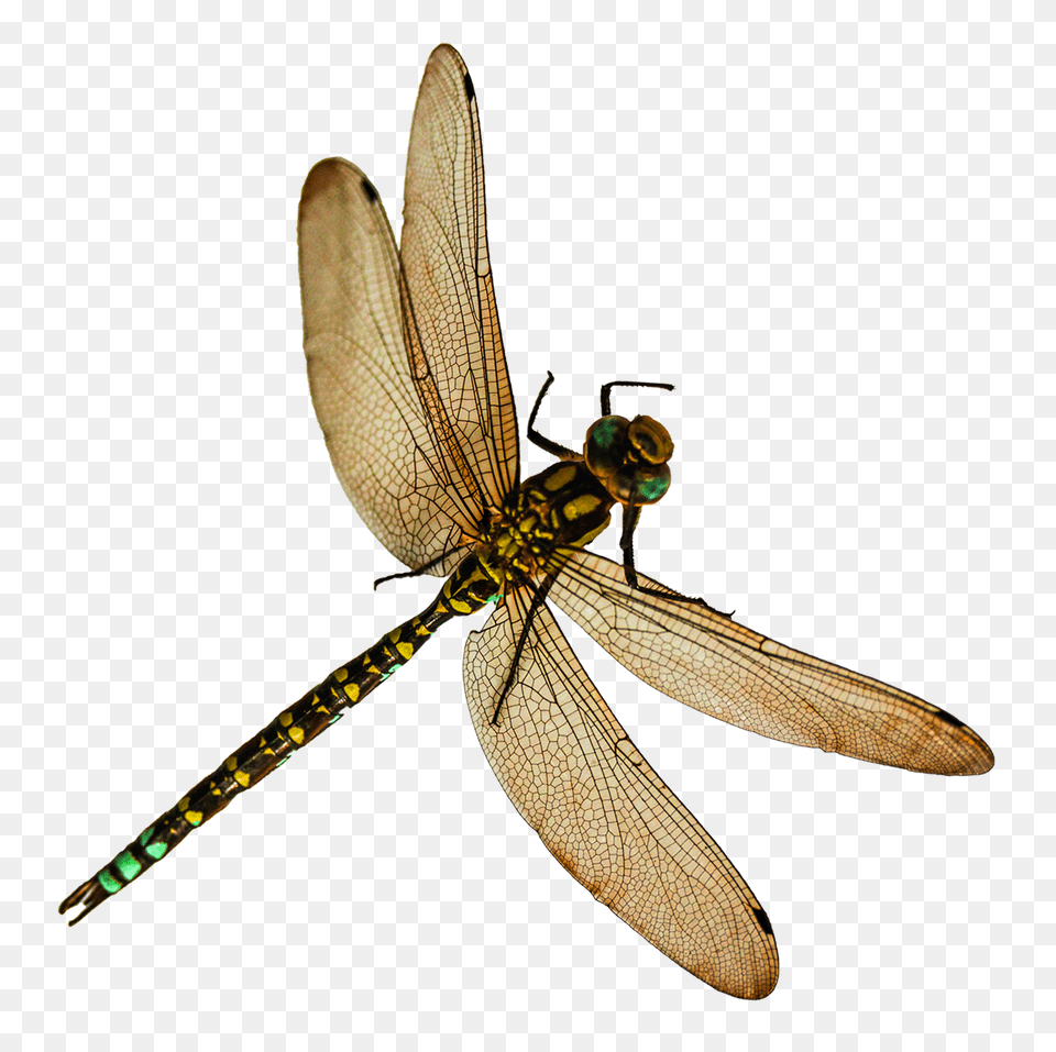 Pngpix Com Dragonfly Image, Animal, Insect, Invertebrate Free Png Download