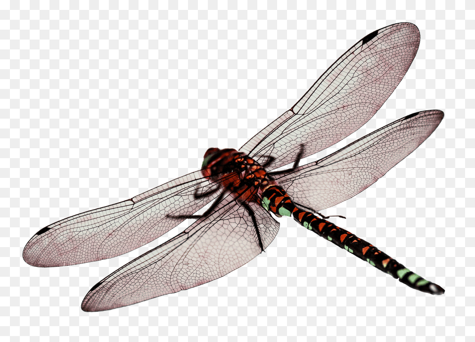 Pngpix Com Dragonfly Transparent, Animal, Insect, Invertebrate Png Image