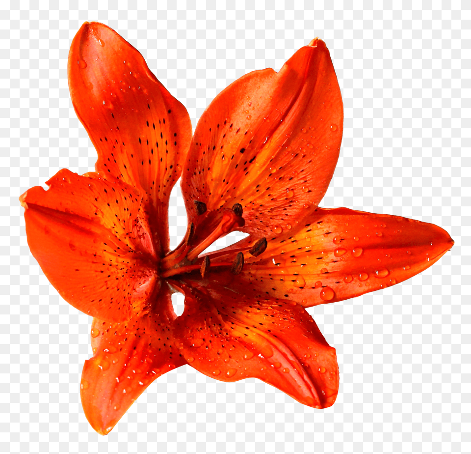 Pngpix Com Flower Image, Plant, Lily, Animal, Fish Free Transparent Png