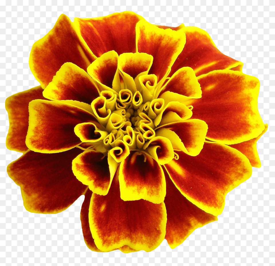 Pngpix Com Flower Transparent Dahlia, Petal, Plant, Pollen Png Image